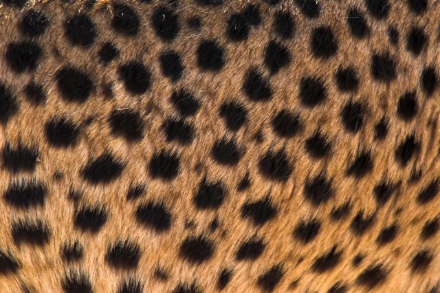 Cheetah