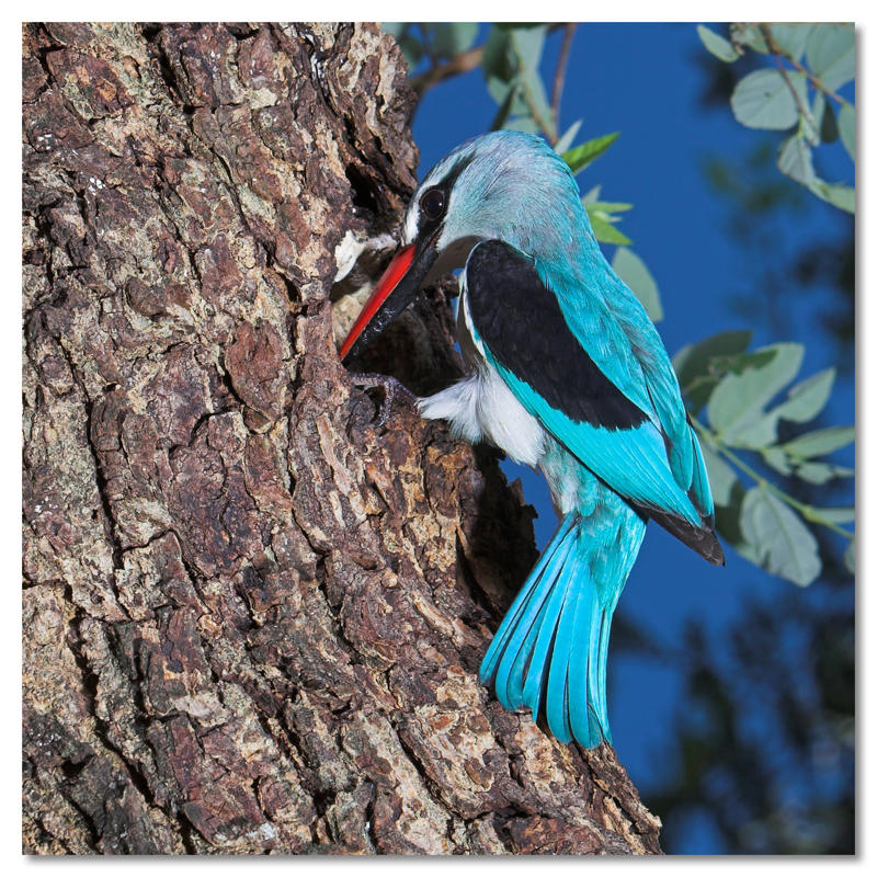 Woodland Kingfisher
