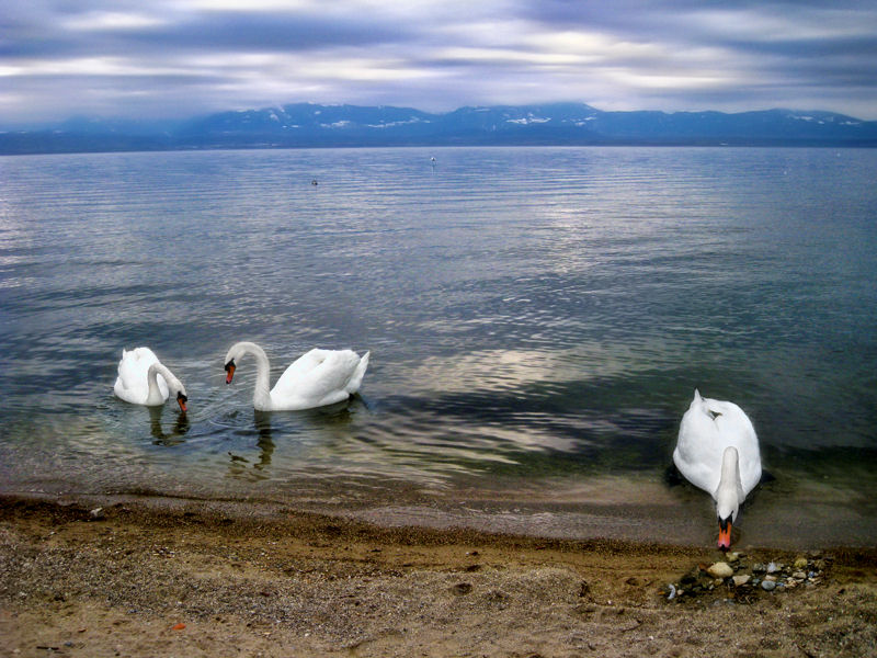 The beach of the swans