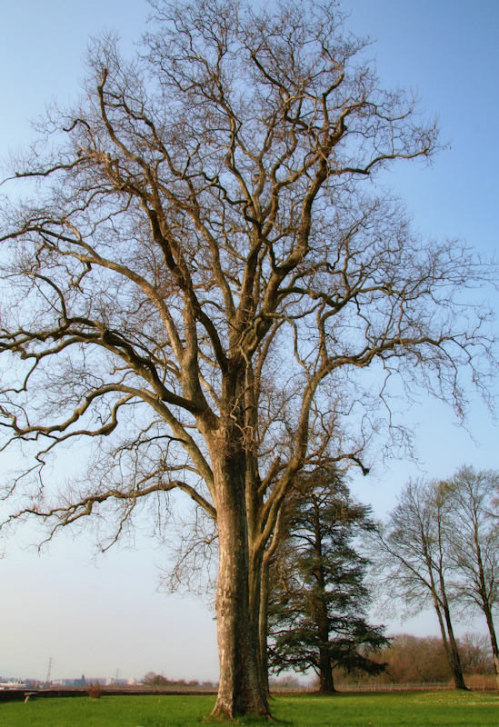 Benevolent local giants....