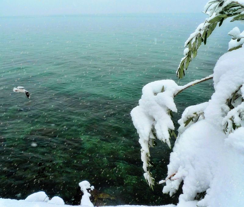 By a green winter lake...