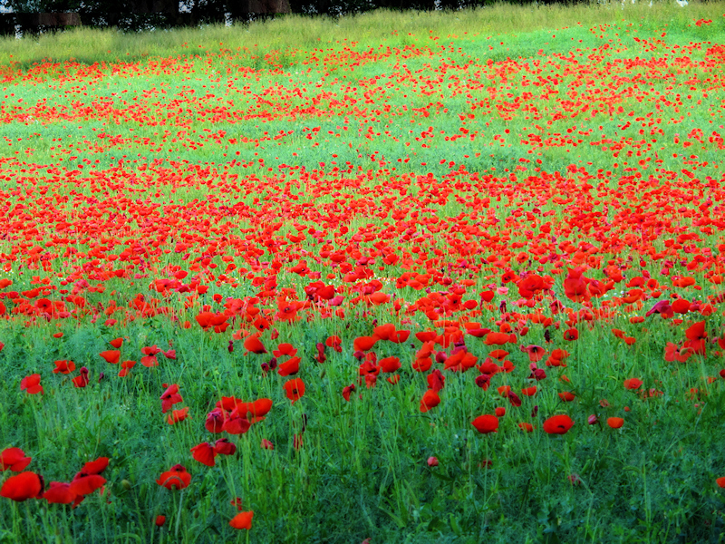 Poppies 3