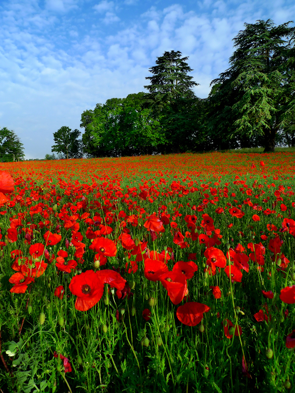 Poppies 9