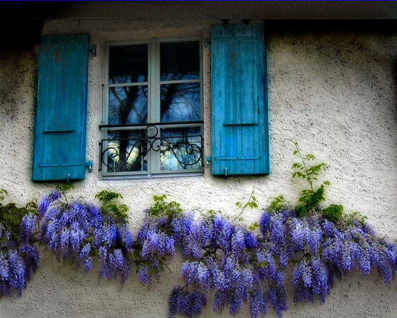 Follow the wisteria line....