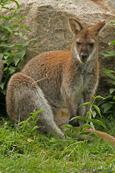 WALLABY