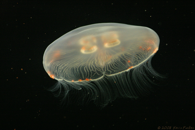 MOON JELLYFISH