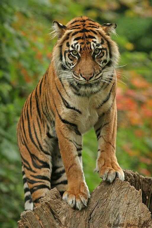 AUTUMN SUMATRAN 2