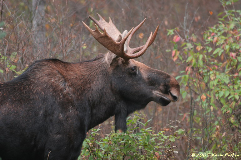 BULL MOOSE IN FALL