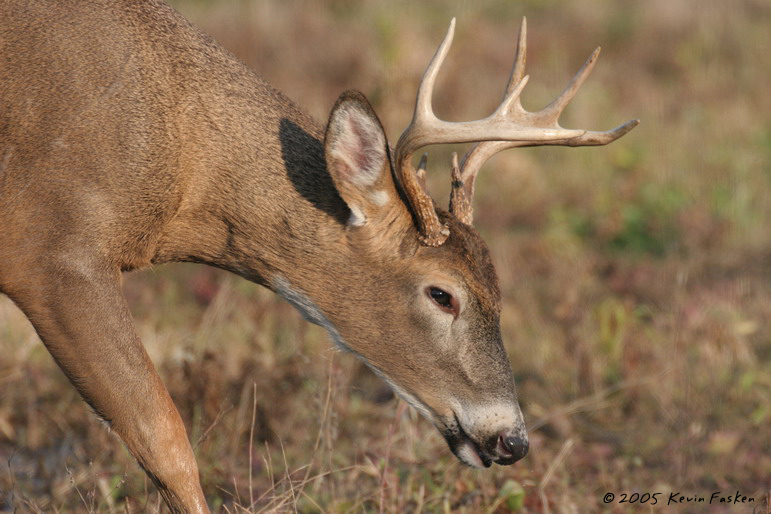 WHITE TAIL BUCK HEAD DOWN