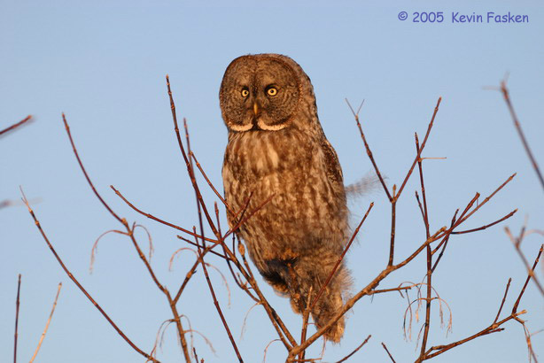 GREAT GRAY ON THIN BRANCH