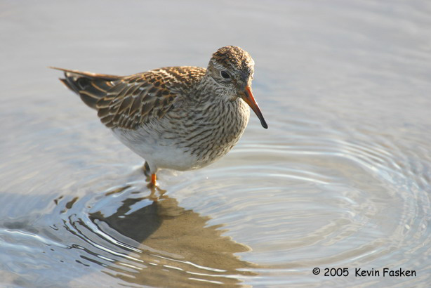 SHOREBIRD