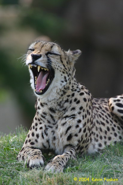 CHEETAH TEETH