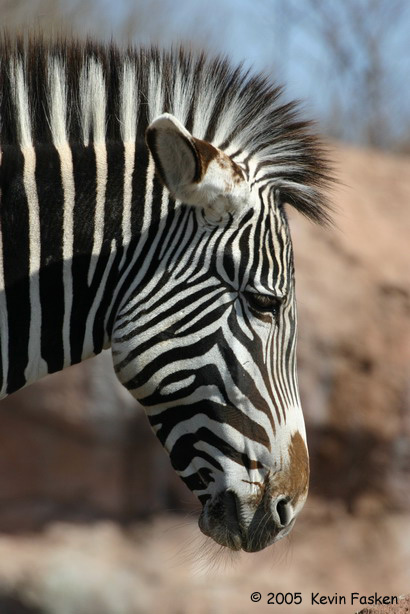 ZEBRA HEAD