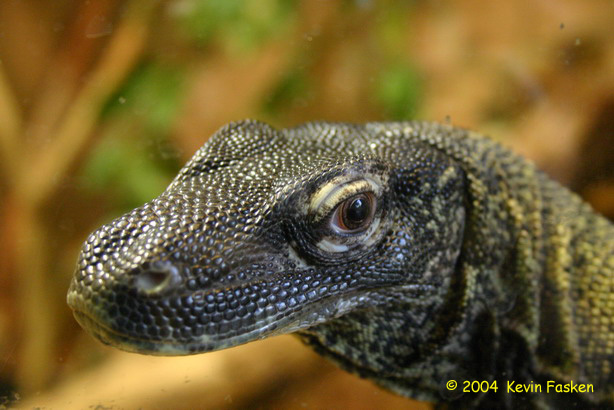 YOUNG DRAGON