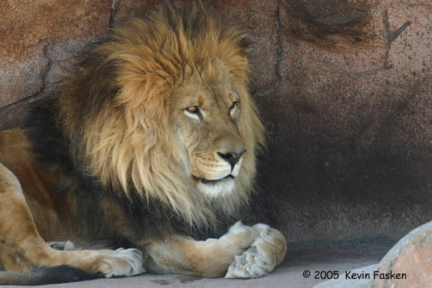 LION MALE