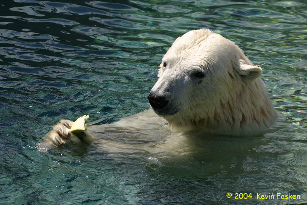 POLAR BEAR HAVING A SNACK