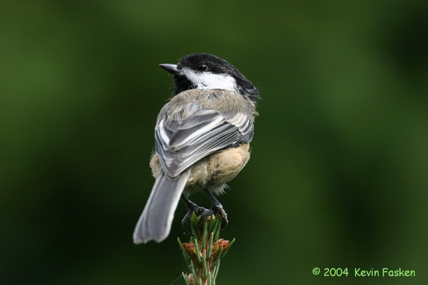 CHICKADEE ON SPRUCE TOP