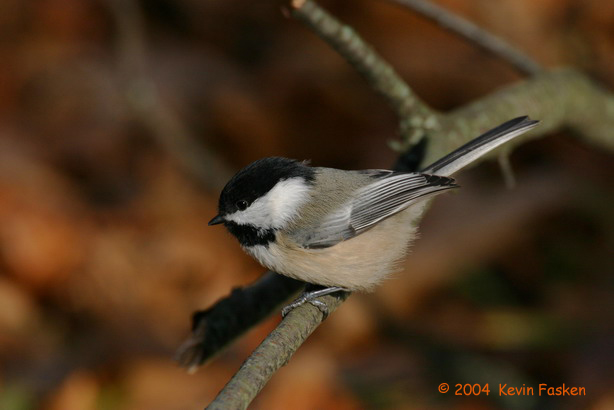 BLACK CAPPED CHICKADEE