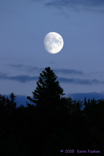 MOON OVER TREES