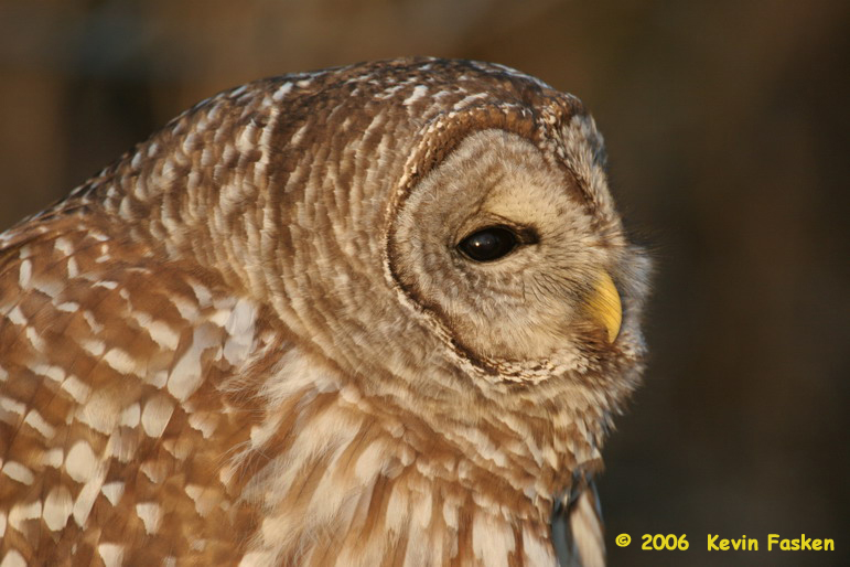 BARRED HEADSHOT 2