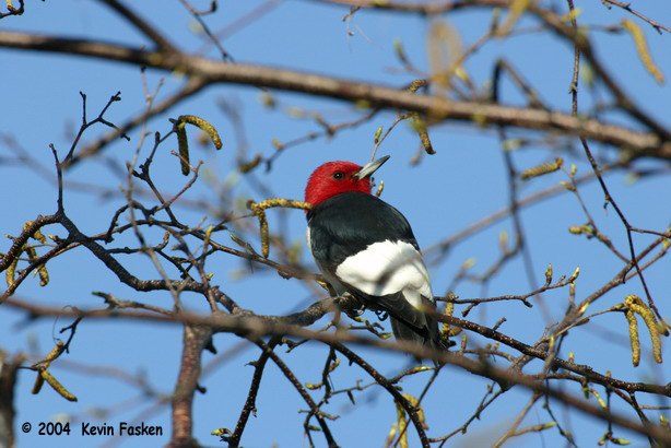 RED HEADED WOODPECKER