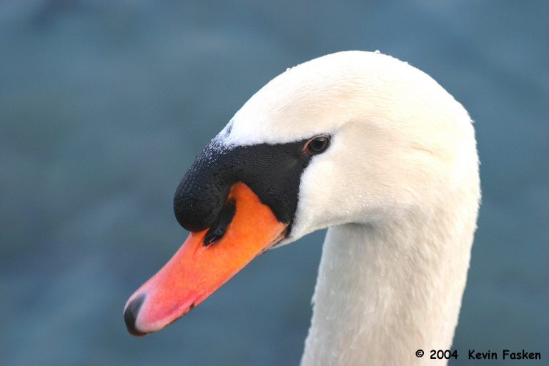 MUTE SWAN 2