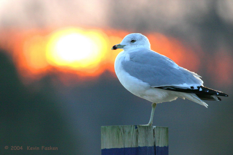 SUNSET GULL