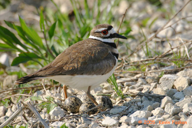 KILLDEER WITH EGGS