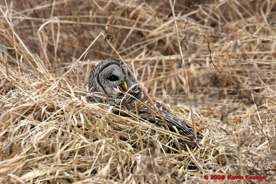 BARRED OWL IN GRASS