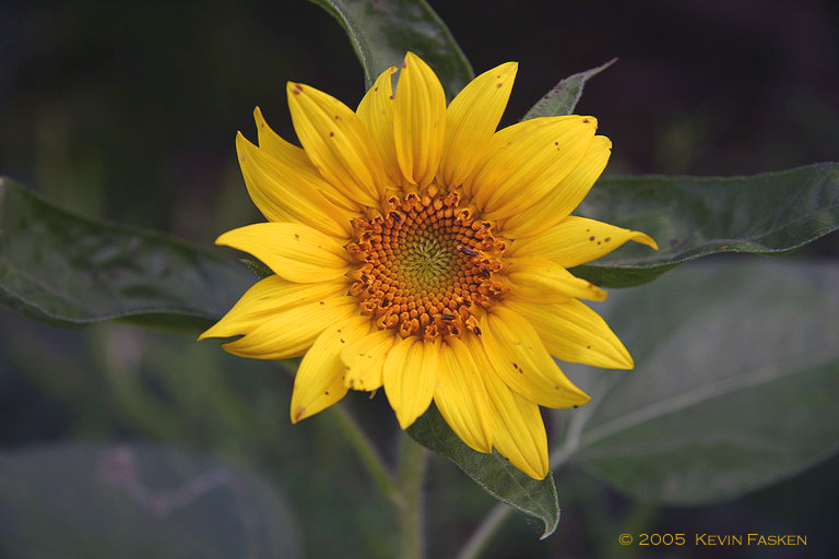 SUNFLOWER