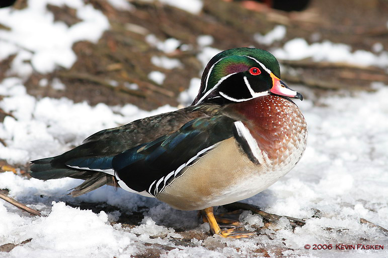 WOOD DUCK  SNOW 1