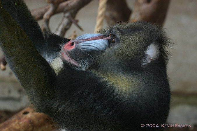 MANDRILL