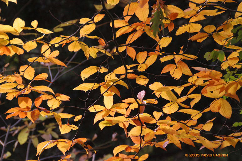 LEAVES