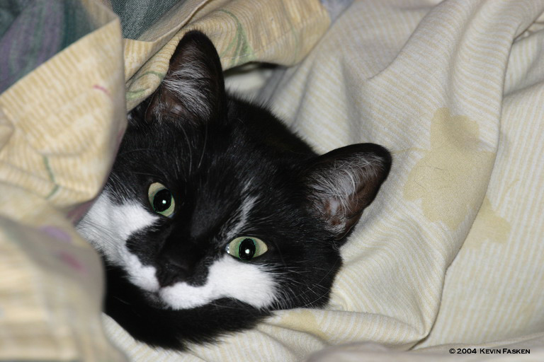 FELIX IN BED