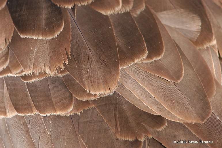 FEATHER PATTERN 2