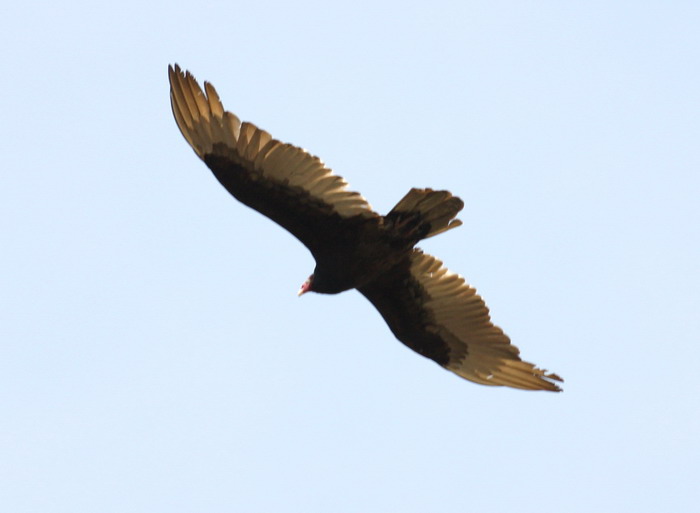 TURKEY VULTURE 2