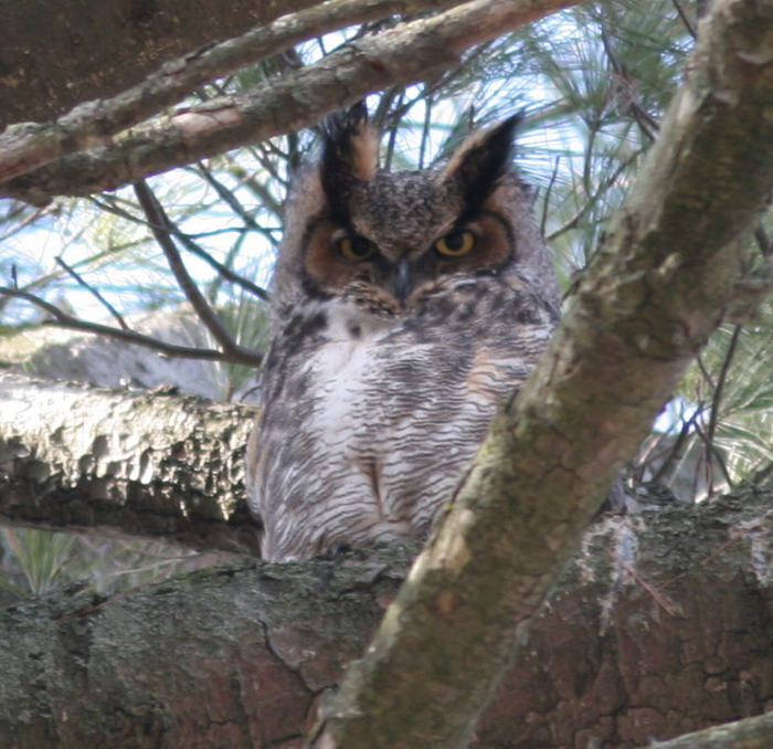 GREAT HORNED OWL