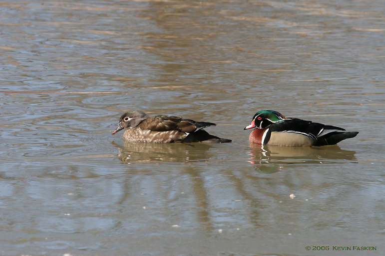 WOOD DUCK PAIR