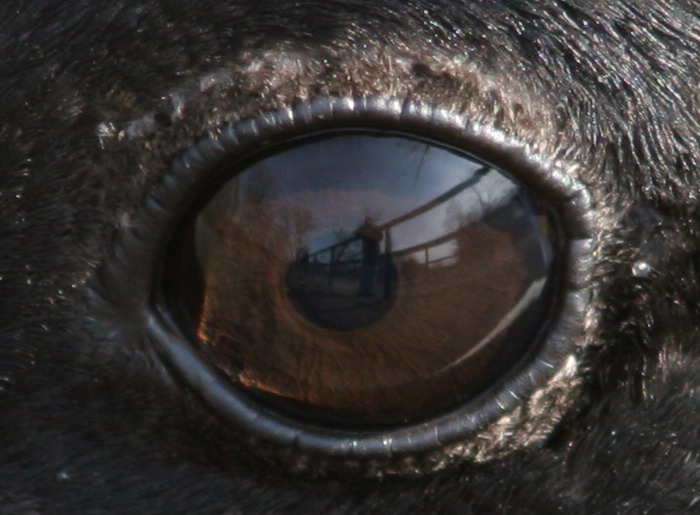 REFLECTION OF ME IN GOOSES EYE
