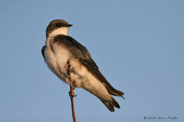 SWALLOW