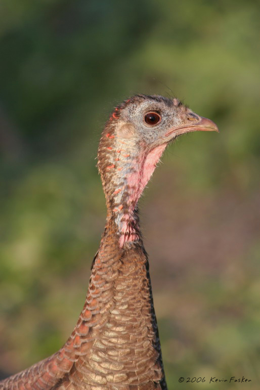 WILD TURKEY FEMALE