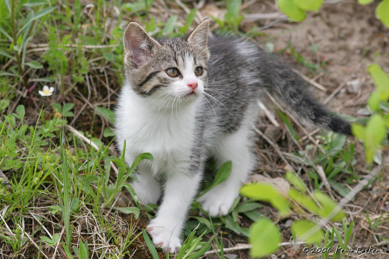 ABANDONED KITTEN 1
