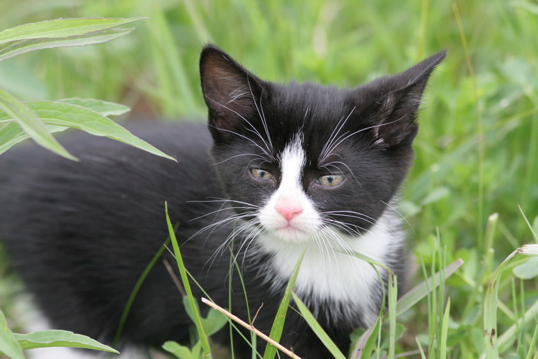 SOCKS IN THE GRASS