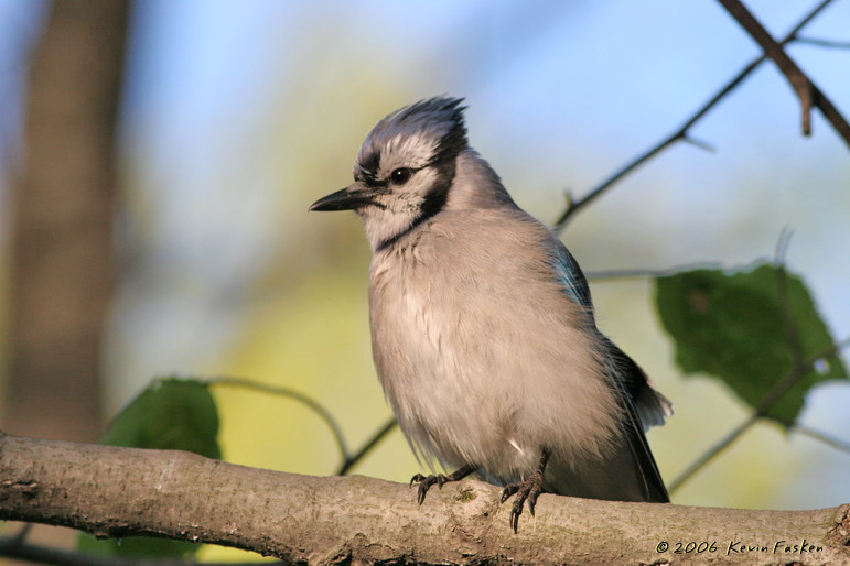 BLUE JAY POSE