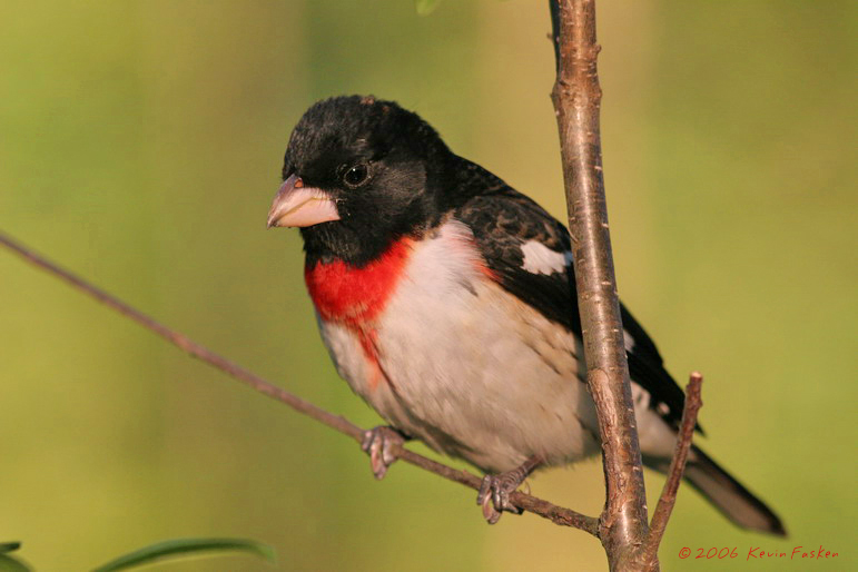 NICE GROSBEAK