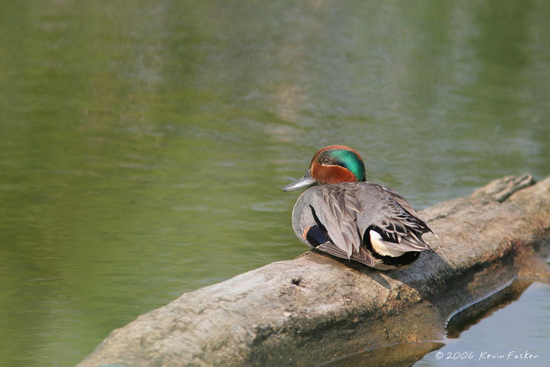 TEAL ON A LOG