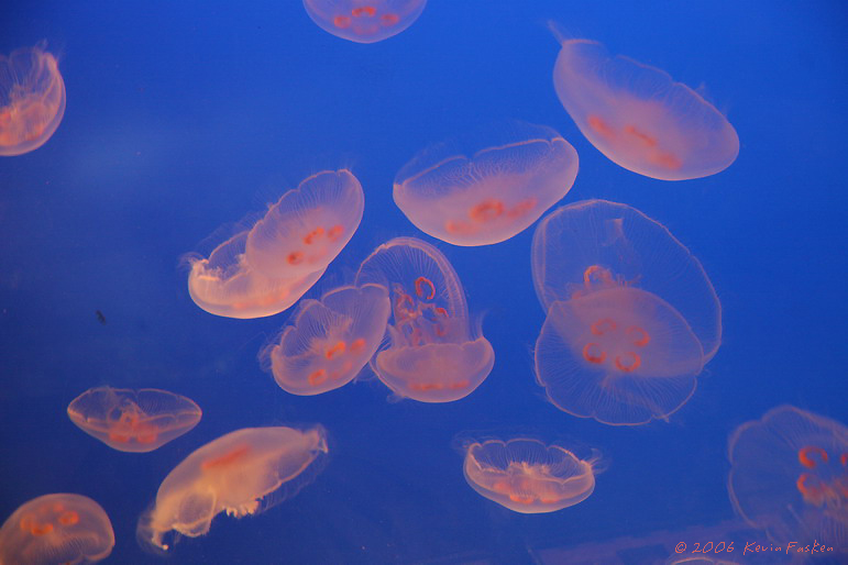 JELLIES