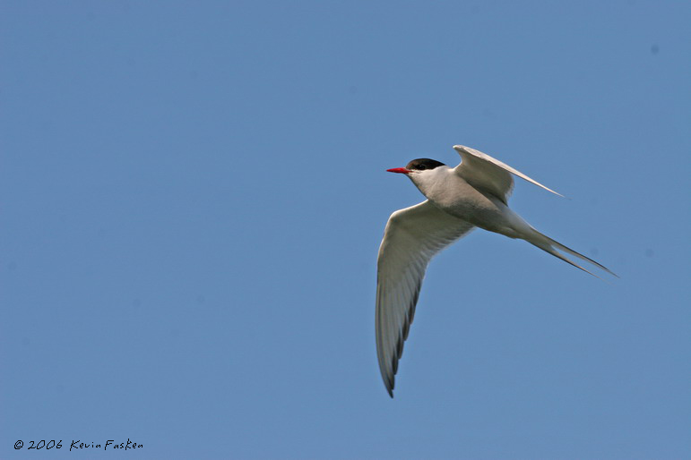 ARCTIC TERN IN FLIGHT