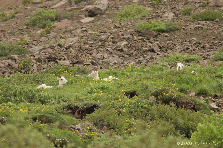 DALL SHEEP EWES