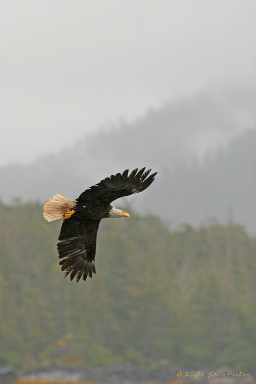 SOARING EAGLE
